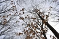 Big trees photographed from below on a sunny day in Cleveland, Ohio, USA