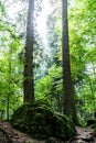 Big trees on the road to Urlatoarea Waterfall from Bucegi mountains