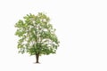 Big trees sprouting leaves on a isolated white background Royalty Free Stock Photo