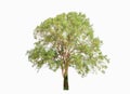Big trees sprouting leaves on a isolated white background Royalty Free Stock Photo