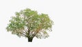 Big trees sprouting leaves on a isolated white background Royalty Free Stock Photo