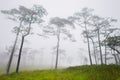 Big trees are standing in forest with foggy at rainy season Royalty Free Stock Photo