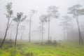 Big trees are standing in forest with foggy at rainy season Royalty Free Stock Photo