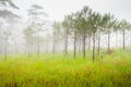 Big trees are standing in forest with foggy at rainy season Royalty Free Stock Photo