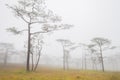 Big trees are standing in forest with foggy at rainy season Royalty Free Stock Photo