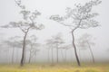 Big trees are standing in forest with foggy at rainy season Royalty Free Stock Photo