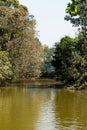 Big trees are touching the golden color water of the pond Royalty Free Stock Photo