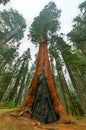 Big Trees Trail - Sequoia National Park Royalty Free Stock Photo