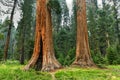 Big Trees Trail - Sequoia National Park Royalty Free Stock Photo