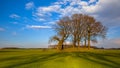 Big Trees on a tumulus grave mound in bright colors