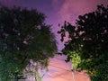 Big trees under evening purple pink sky