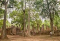 Big trees in world heritage site of Thailand