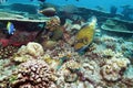 Big Trigger Fish near Corals, Maldives Royalty Free Stock Photo