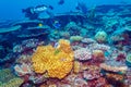 Big Trigger Fish near Corals, Maldives Royalty Free Stock Photo