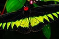 A big tropical black and green butterfly, macro shot Royalty Free Stock Photo