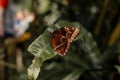 Big tropical black and orange Caligo atreus sitting on green leaf, Wild insects and animals, great yellow-edged giant owl lives Royalty Free Stock Photo