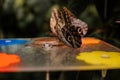 Big tropical black and orange Caligo atreus sitting on green leaf, Wild insects and animals, great yellow-edged giant owl lives Royalty Free Stock Photo