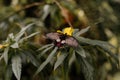 Big tropical black and orange papilio lowi sitting on green leaf, Wild insects and animals, great yellow Mormon or Asian Royalty Free Stock Photo