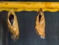 Big tropical butterfly cocoons hanging on a wooden beam, insect metamorphosis