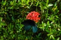 Big Tropical Butterfly , digital photo image