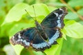 Big Tropical Butterfly , digital photo image