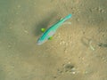 Big tropical fish by seabottom. Parrotfish on sea sand background.