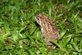 Big tropical frog (at night)