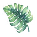 Big tropical green leaf of Monstera plant.