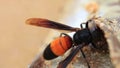 The big tropical hornet bites off pieces of flesh at dead fish