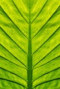 Big Tropical Leaf Close Up Green Color Royalty Free Stock Photo
