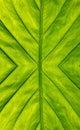 Big Tropical Leaf Close Up. Symmetrical Pattern Royalty Free Stock Photo