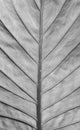 Big Tropical Leaf fragment with veins. Macro View. Abstract Background. Black and White Royalty Free Stock Photo