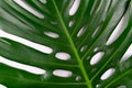 Big tropical leaf monstera.  Close-up. Background tropical leaf. Royalty Free Stock Photo