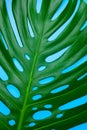 Big tropical leaf monstera. Close-up. Background tropical leaf. Royalty Free Stock Photo