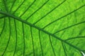 Big tropical leaf Royalty Free Stock Photo