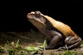 Big tropical rain forest toad, Rhaebo blombergi