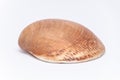 Big tropical sea shell warm ocean orange color Royalty Free Stock Photo