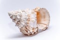 Big tropical sea shell warm ocean white outside twisted Royalty Free Stock Photo