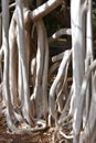 Strangler fig Ficus macrophylla aerial roots Royalty Free Stock Photo