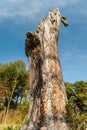 Big trunk of a dead oak tree Royalty Free Stock Photo