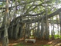 Big trunks, branches and aerial roots of an old Big Banyan tree Royalty Free Stock Photo