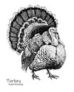 Big Turkey bird black pen hand drawing Royalty Free Stock Photo