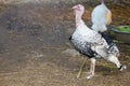 The big Turkey cock is beautiful in farm garden at thailand