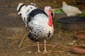 The big Turkey cock is beautiful in farm garden at thailand