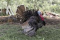 Big turkey cock in garden. A turkey in backyard.