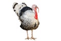 The big Turkey cock on white background have path