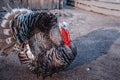 Big turkey walks on the farm. Close-up. Copy space Royalty Free Stock Photo