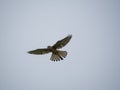 Big Turmfalke or Kestrel flying in the sky, with its wings spread wide Royalty Free Stock Photo