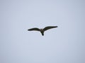 Big Turmfalke or Kestrel flying in the sky, with its wings spread wide Royalty Free Stock Photo