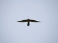 Big Turmfalke or Kestrel flying in the sky, with its wings spread wide Royalty Free Stock Photo